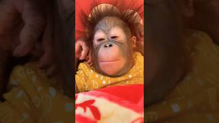 Orangutan Monkey Baby Relaxed Sleeping #shorts