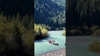 Beautiful nature 😍 ❤️  #Beautiful #nature #horse #horses #horselover #river #kazakhstan #almaty