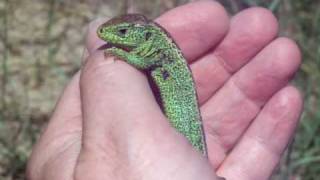 In my hand closing his eyes Lacerta agilis sand lizard duinhagedis Lizard Lucertola Eidechse Lezard