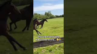 Horses having fun in the field! Smart jumper as well... 📹 Millie Shooter #horse #horseracing