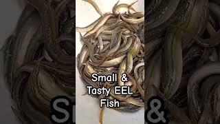 Small & Tasty EEL Fish | EEL Fish | Fishing