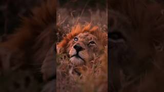 Las leyendas nunca mueren gran rey Mapoza. #lion #wildlife #shorts #viralvideo #viralshorts #leon