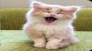 funny animal videos | pet world #shorts