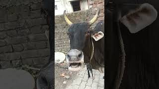 Joyful Cow Enjoys a Tasty Meal and Shows It!