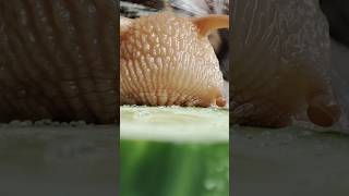 macro | African snail #shorts