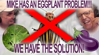 Mike Has An Eggplant Problem...Here's the solution... | Q&A Bloomers in the Garden