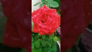 Beautiful flower are #hybrid Rose plant #nice bloom flower # love rose flower#nature plant flower