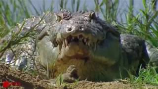 Hungry Crocodile Rush To Kangaroo In The River And Sad Ending Watch Full video