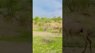 camel in tharparker #viralshorts #camel #animals #desert #pets #youtubeshorts