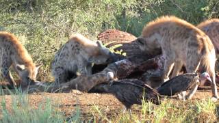 Kruger park 2013 hyena eating a giraffe that was killed by lions HD