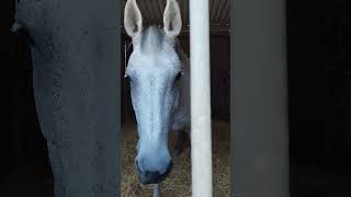 Excursion to the stables in Heidelberg. State of Baden Württemberg. Germany #travel  #germancity