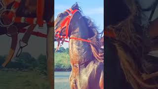 kathiyawadi horse #shorts #horse #viral #subscribe #horseriding #kudvavalaghoda #ghoda #like