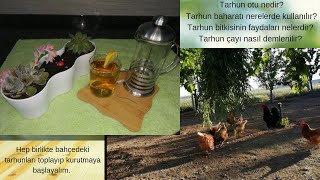 Tarhun Çayı Nasıl Demlenilir?, Tarhunun Faydaları, Tarhun Nerede Kullanılır?, Tarhun Kurutma Yöntemi