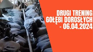 Drugi trening gołębi dorosłych - 06.04.2024