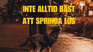 Stressad hund på promenaden & koppeldrag, Klövjeväska