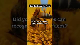 Bees Can Recognize Faces🐝😁👀| did you know?#bees #daily #dailyshorts #dailyfacts