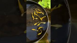 Ikan Guppy Emas Langka