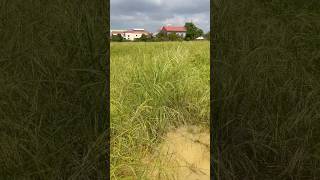 Nature is Life #viralvideo #nature #viral #shorts #foryou #short #shortsviral #shortsfeed #fyp