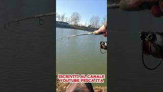 Park #pescaita #fish #fishing #shortfishing #shorts #capture #methodfeeder