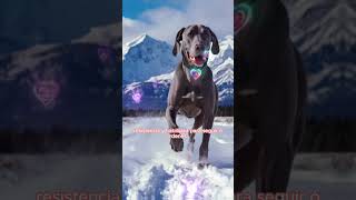 🐶El perro WEIMARANER o braco de Weimar🦮.DATOS Y CARACTERISTICAS,WEIMARANER: 9 COSAS que debe saber,