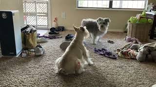 Schnauzer Bernadette and Wilma having fun