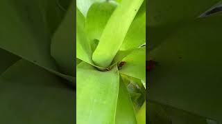 POISONOUS FROG IN COSTA RICA! Granular poison frog (Oophaga granulifera) #shorts