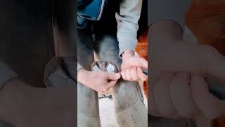 knifeing out a front foot #oddlysatisfying #satisfying #horse #asmr #马