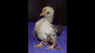 Serama Chicks - Rooster Crowing