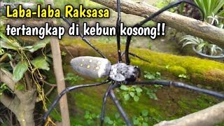 Laba laba Hitam Raksasa di kebun kosong!!