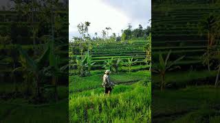 Suasana Kampung di Lombok