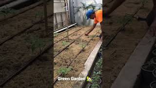 🍅 Tomato plant Grow Ninja technique 😉🪴 Green Garden 🏡