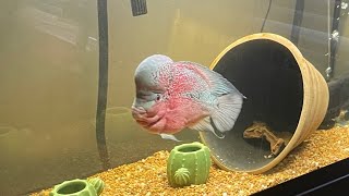 Our Flowerhorn (Mel) RIP