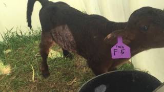 feeding baby calf