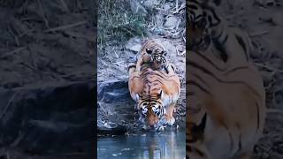 Tiger cub play with dad #shorts #viral #trending