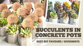 EASY DIY : SUCCULENT in CONCRETE POTS as Souvenirs/  Favours / Giveaways