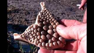 Costal Foraging in the Florida Gulf with Fishing Action