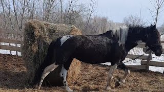 Очередная работа с Лаки! Разговоры о конях!