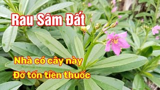 Những công dụng bất ngờ của Cây Sâm Đất với sức khoẻ |Rau Sâm Đất| Hằng Lê HG85