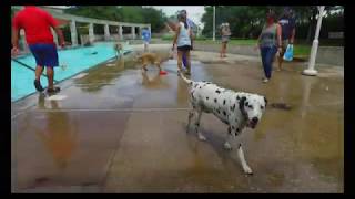 Doggy Splash Day (1080p HD)