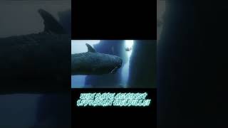 Win rate against livyatan melvillei | irl | #shorts #megalodon #seacreatures #dinosaur