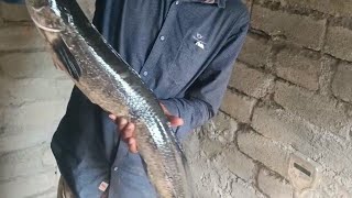 murre fish big size 🐠🐠||4 kg ki fish short video#viral #shorts #fishing