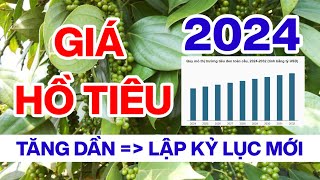 Dự báo giá tiêu sẽ tăng tiếp đạt mốc kỷ lục 250k