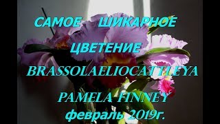 Роскошное,ароматное, цветение орхидеи в феврале. Brassolaeliocattleya Pamela Finney