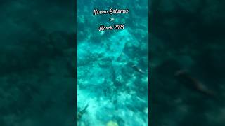 Snorkeling in Nassau Bahamas!!! #snorkeling #trendingshorts #youtubeshorts #bahamas #carnival #fun