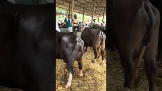 vlog Dabwali  pashu mandi toh buffalo #viral #animals #buffalow #farmer #jatt #dairyfarm #cow