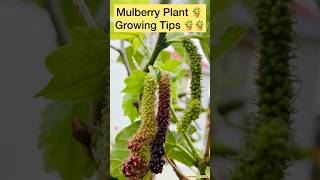 Mulberry Plant 🪴 🪴 Growing Tips || ss terracegarden and vlogs #organic #fruits #harvest #ytshorts