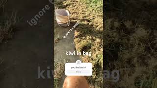 Throwing a kiwi in a bag (idk why)