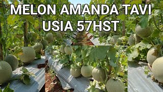 MELON AMANDA TAVI USIA 57HST JOSS #melon #amanda