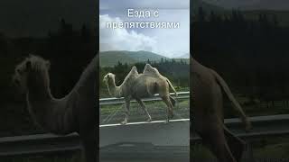 Бараны на дорогах Горного Алтая. Езда с препятствиями. Road. Altai Republic. #shorts #shortsvideo