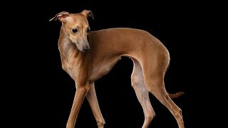 italian greyhound strut